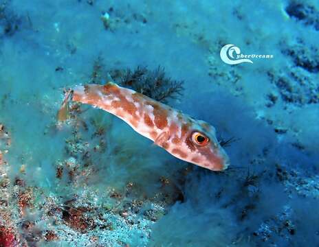 Image of Guinean Puffer