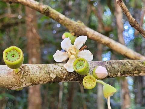 Imagem de Bellucia mespiloides (Miq.) Macbr.