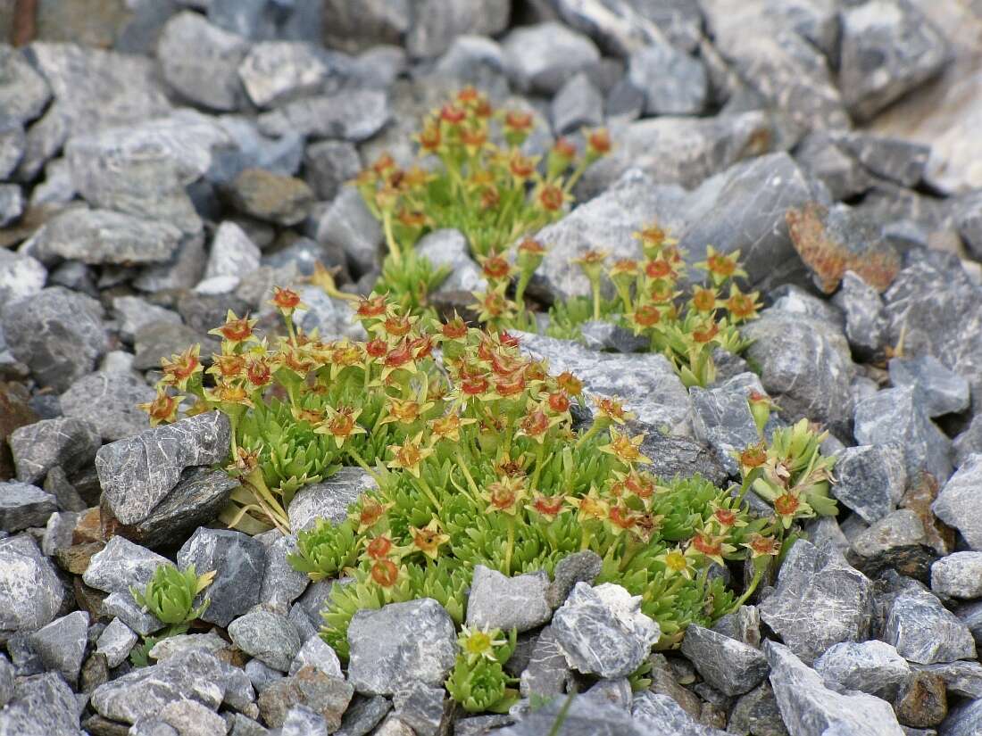 Sivun Saxifraga aphylla Sternb. kuva