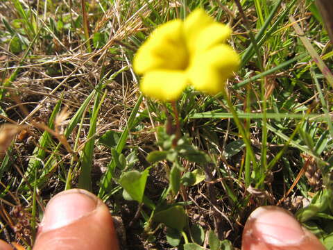 Image de Mecardonia procumbens var. tenella (Cham. & Schltdl.) V. C. Souza