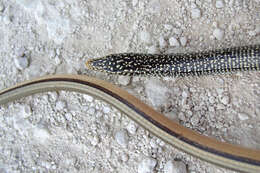 Image of Island Glass Lizard