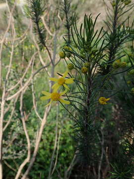 Euryops thunbergii B. Nordenst. resmi