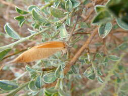 Plancia ëd Podalyria microphylla E. Mey.