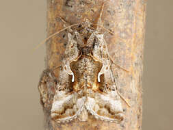 Image de Autographa rubidus Ottolengui 1902