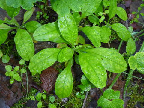 Image de Myosotis latifolia Poir.