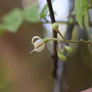 Image of Solanum skutchii Correll