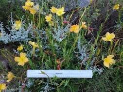 Image of Organ Mountain Evening-Primrose