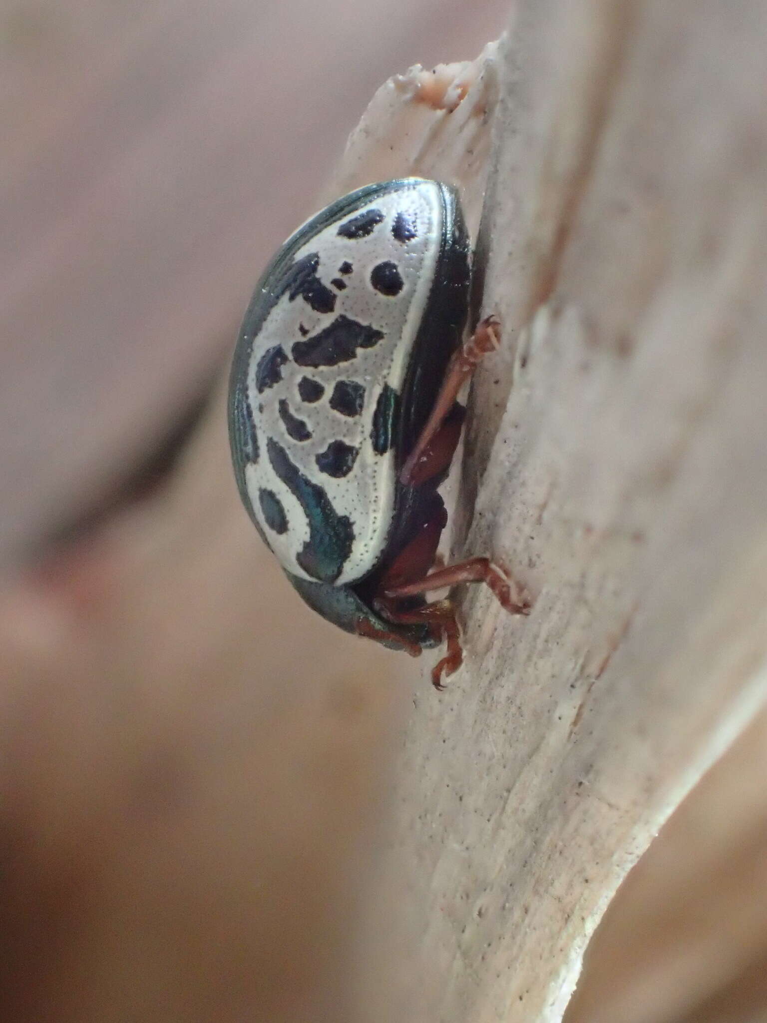 Image of Calligrapha (Calligrapha) ignota Brown 1940