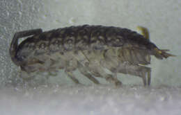 Image de Porcellio achilleionensis Verhoeff 1901