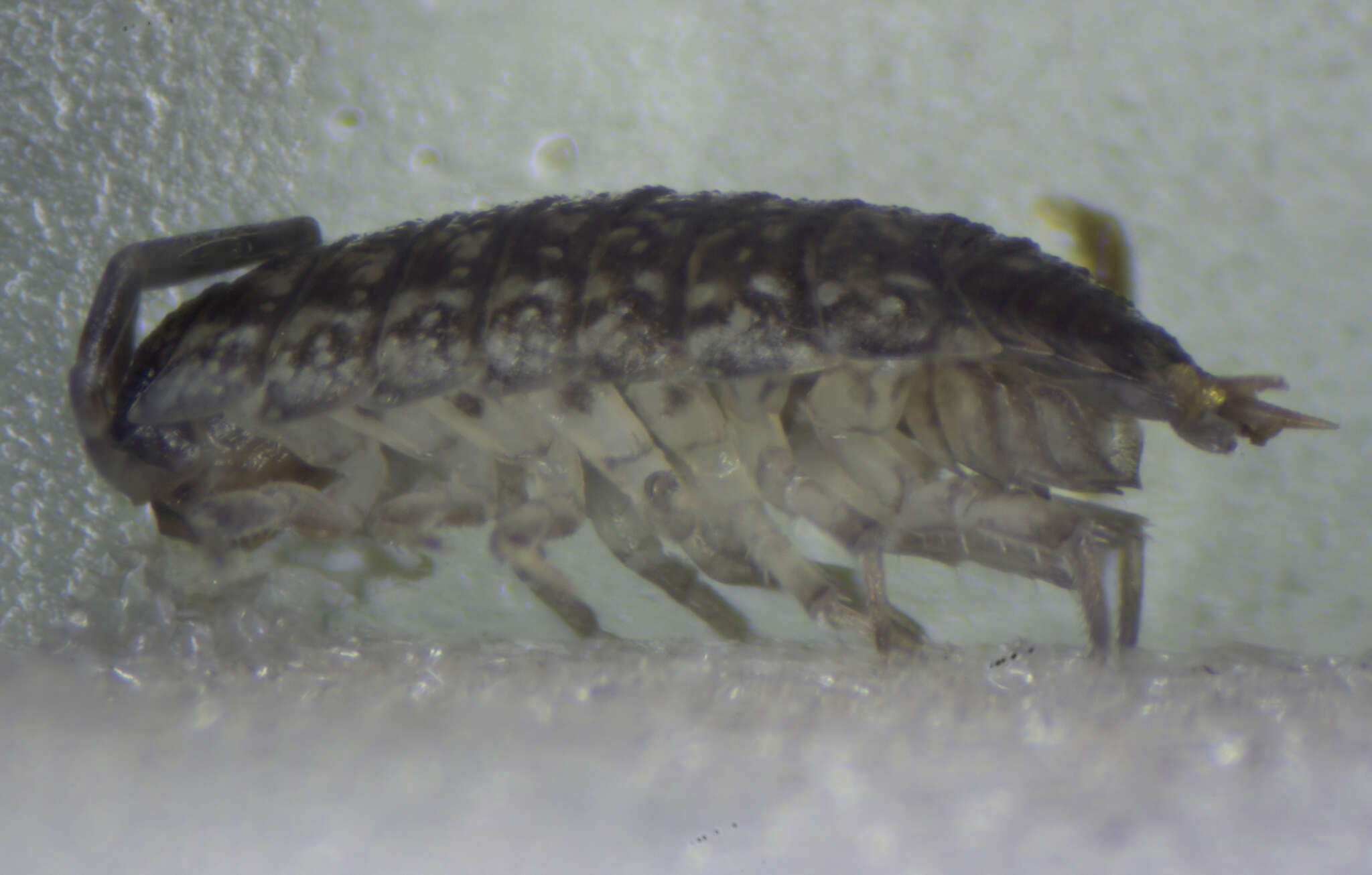 Image of Porcellio achilleionensis Verhoeff 1901