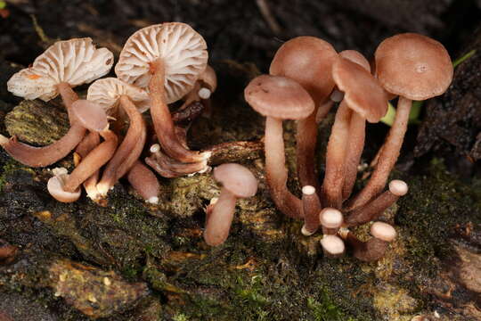 Image of Marasmiellus praeacutus (Ellis) Halling 1987