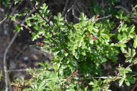 Image of Common Hawthorn