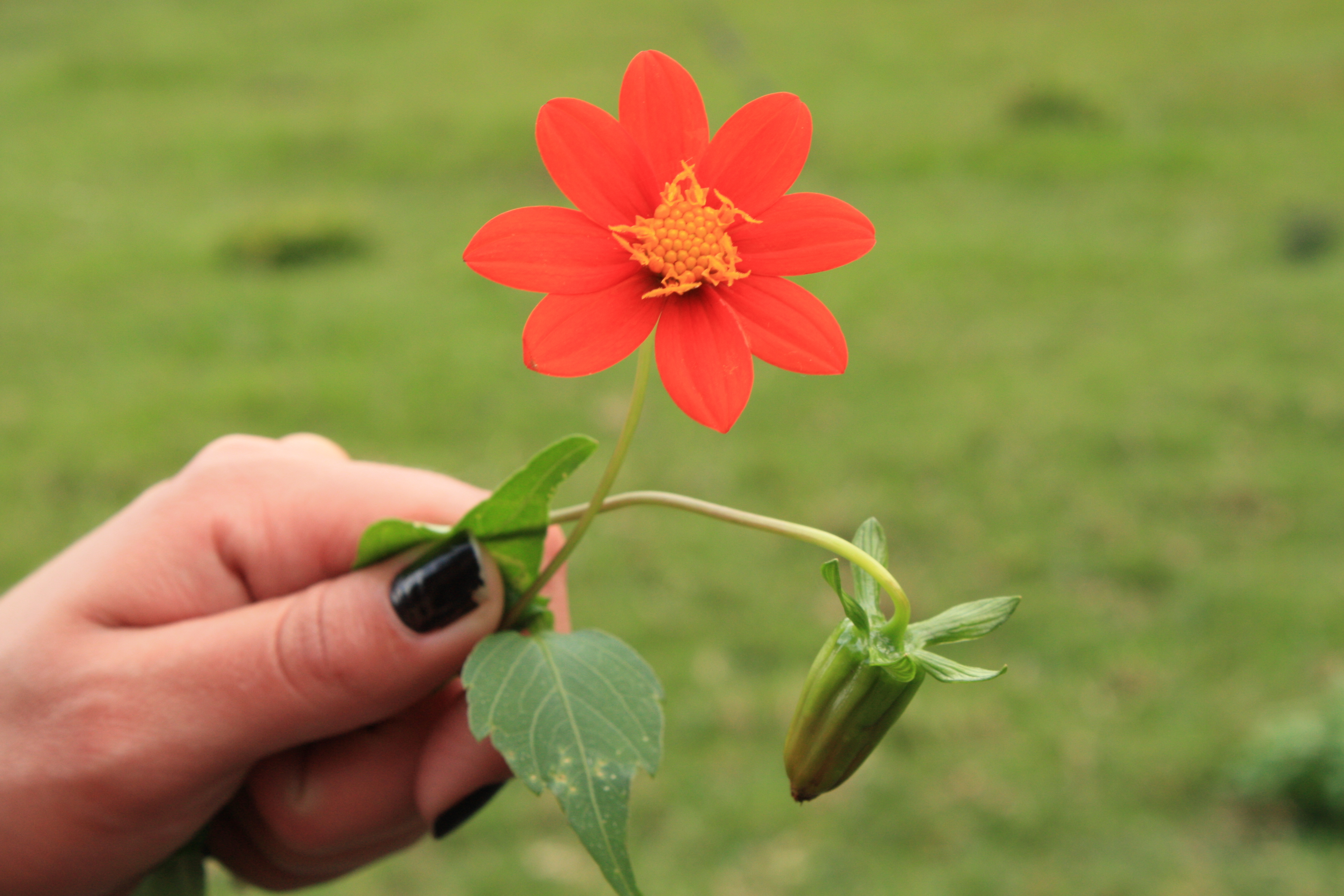 Dahlia coccinea (rights holder: Jorge Daniel Cornu)