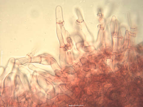 صورة Tomentella asperula (P. Karst.) Höhn. & Litsch. 1906