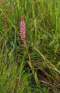 Image of Satyrium crassicaule Rendle