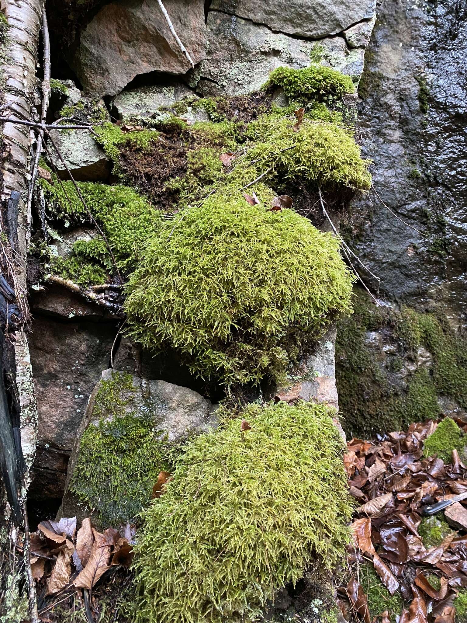 Image de Loeskeobryum brevirostre Fleischer ex Brotherus 1925