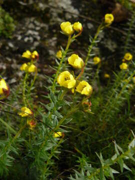 Image of Saxifraga wardii W. W. Sm.