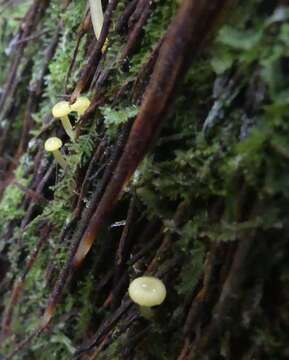 Hygrocybe chromolimonea (G. Stev.) T. W. May & A. E. Wood 1995的圖片