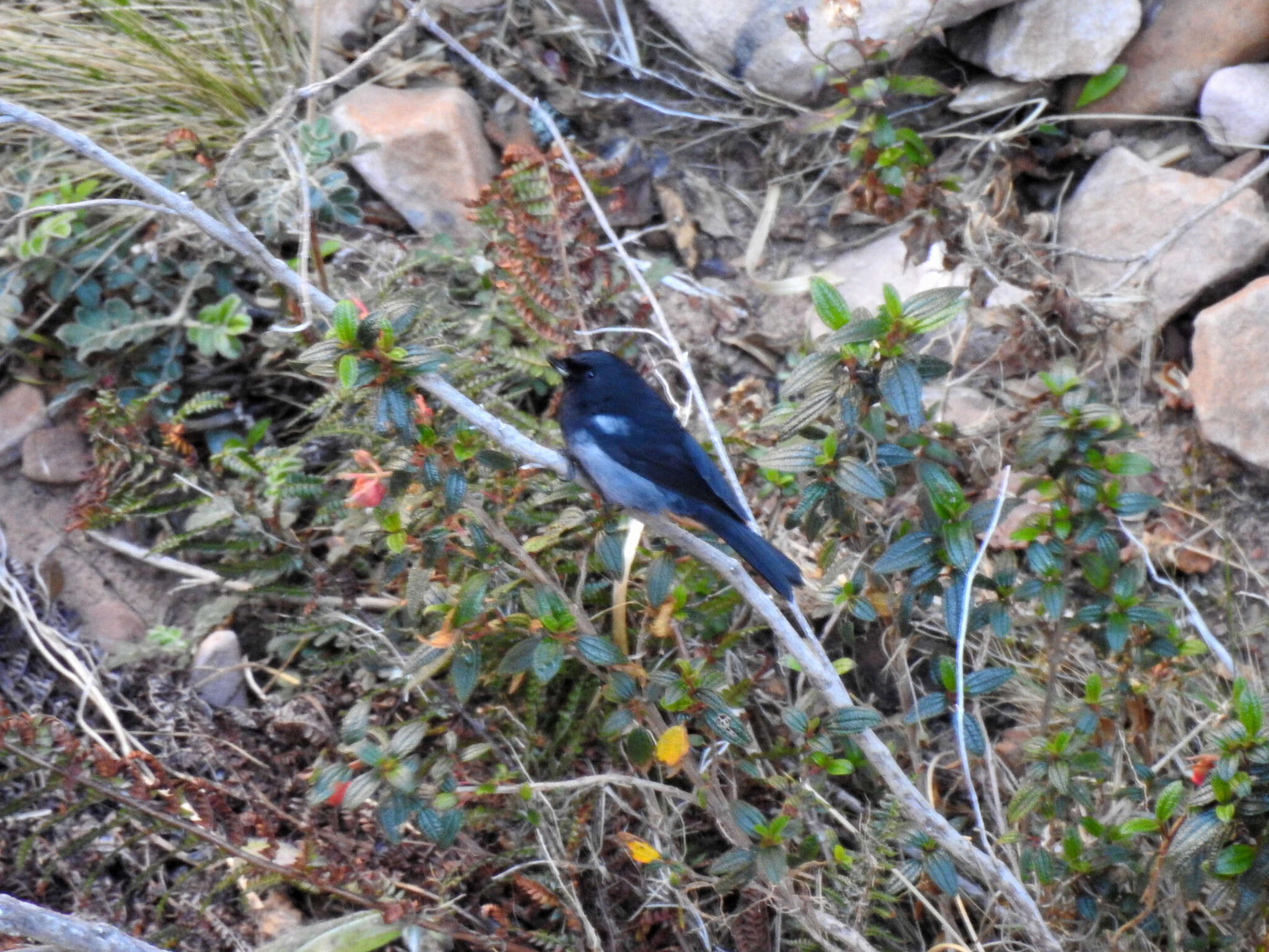 صورة Diglossa carbonaria (d'Orbigny & Lafresnaye 1838)