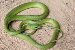 Image of Green Water Snake