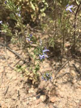 Image of lavender woollystar