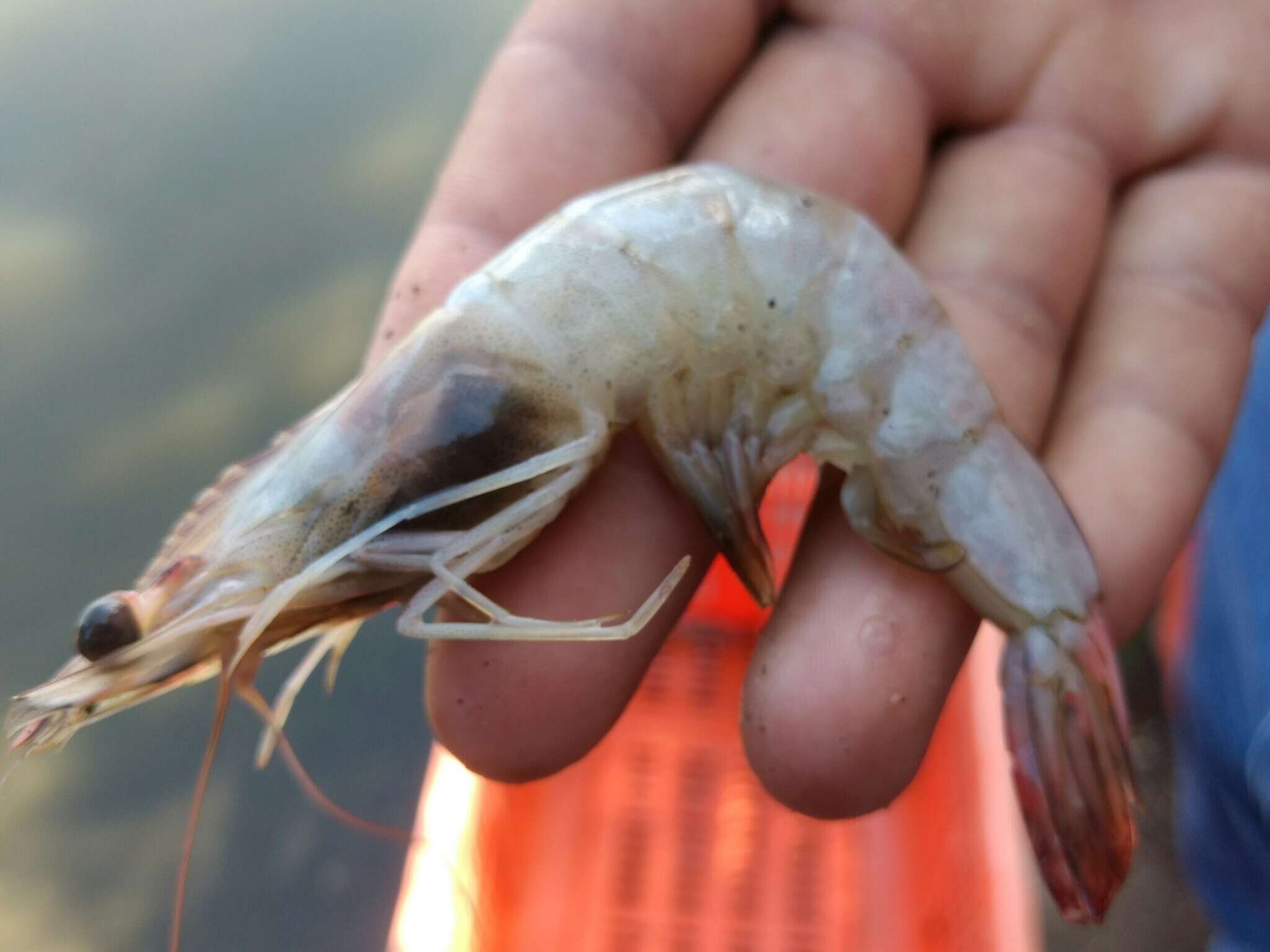 Image of whiteleg shrimp
