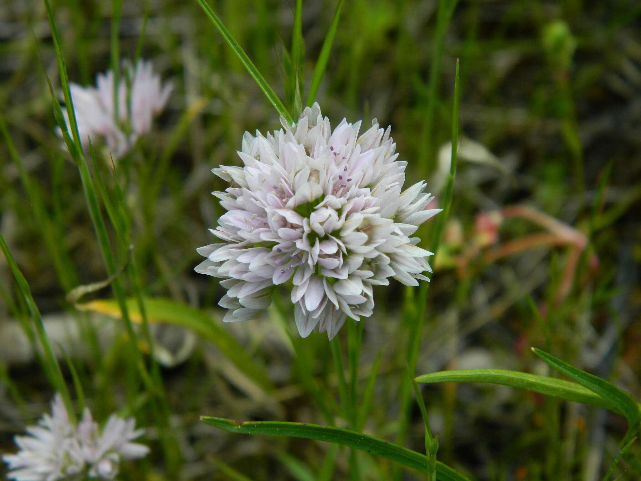 Allium fibrillum M. E. Jones的圖片