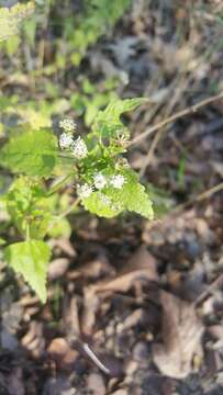 Image of pink thoroughwort