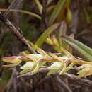 Image of Epidendrum rugulosum Schltr.