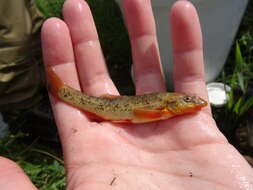 Image of Longnose Dace