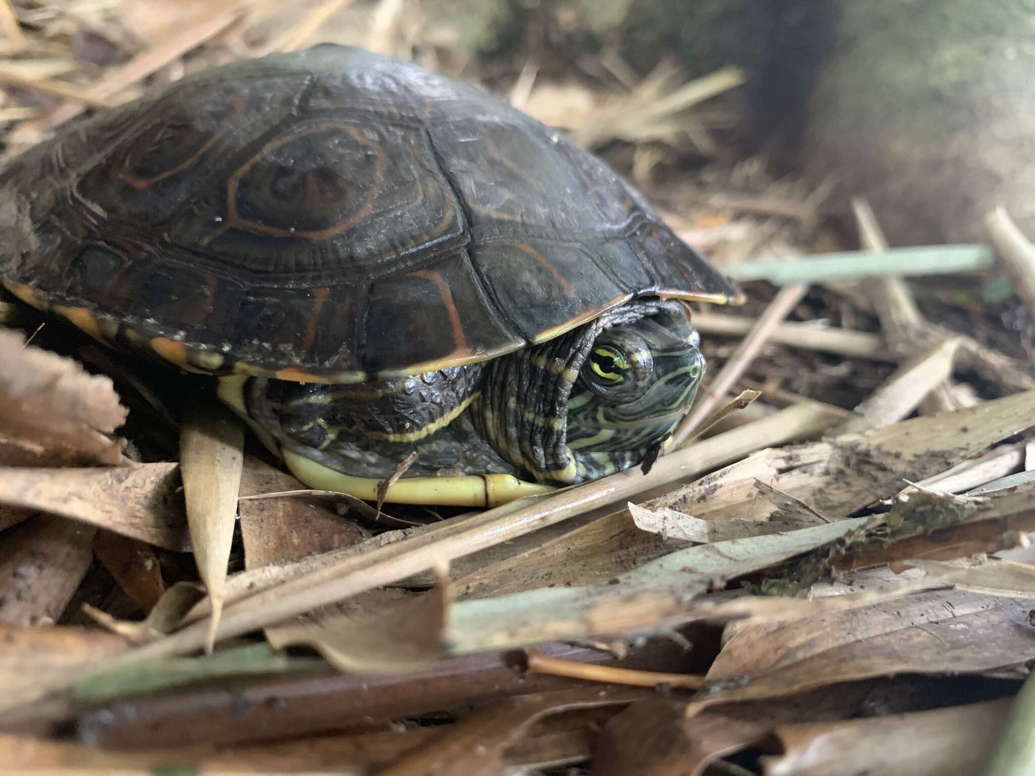 Image of Trachemys venusta uhrigi Mccord, Joseph-ouni, Hagen & Blanck 2010