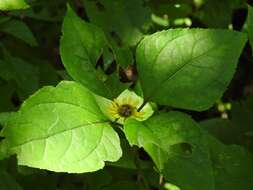 Philactis zinnioides Schrad. resmi