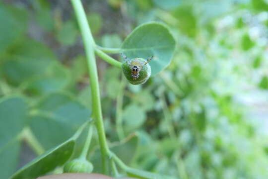 Image of Capparimyia