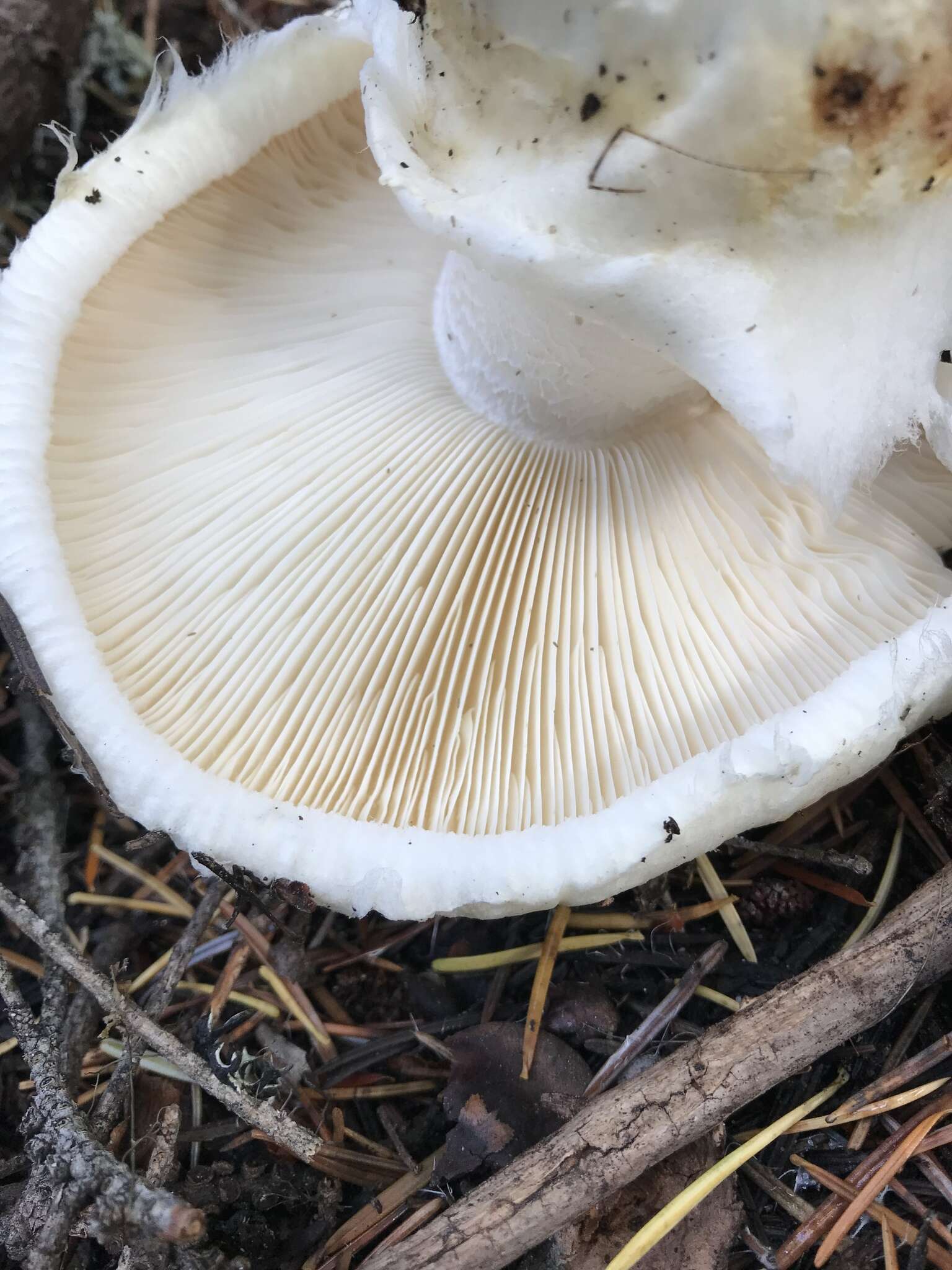 Image of White Matsutake