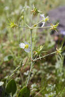 Image of California damsonium