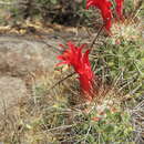 Image of Mammillaria pondii subsp. setispina (J. M. Coult.) D. R. Hunt