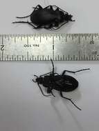 Image of Carabus (Oreocarabus) taedatus Fabricius 1787