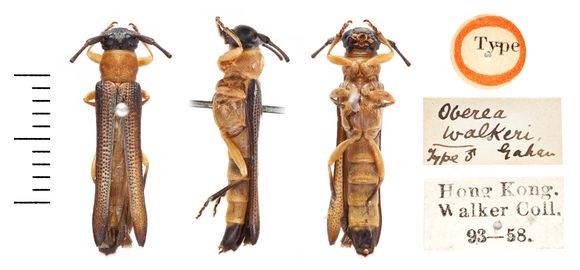 Image of <i>Oberea walkeri</i> Gahan 1894