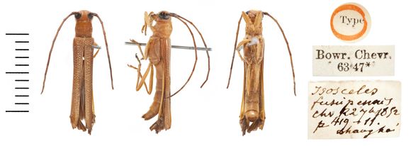 Image of <i>Oberea fuscipennis</i> (Chevrolat 1852)