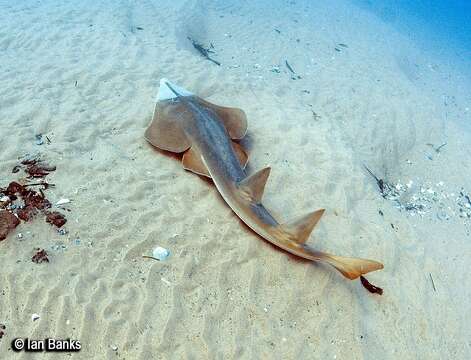 Image of Common Shovelnose Ray