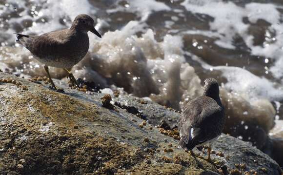 Image of Surfbird