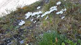 Arctanthemum integrifolium (Richards.) Tzvel. resmi