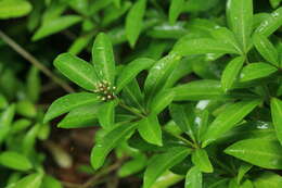 Image of Skimmia japonica f. repens (Nakai) Hara