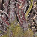 Image of woollyleaf manzanita