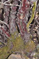 Image of woollyleaf manzanita