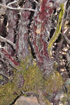 Image of woollyleaf manzanita