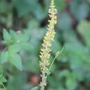 <i>Coleus monostachyus</i>的圖片