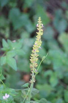 <i>Coleus monostachyus</i>的圖片