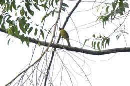 Image of Bornean Bulbul