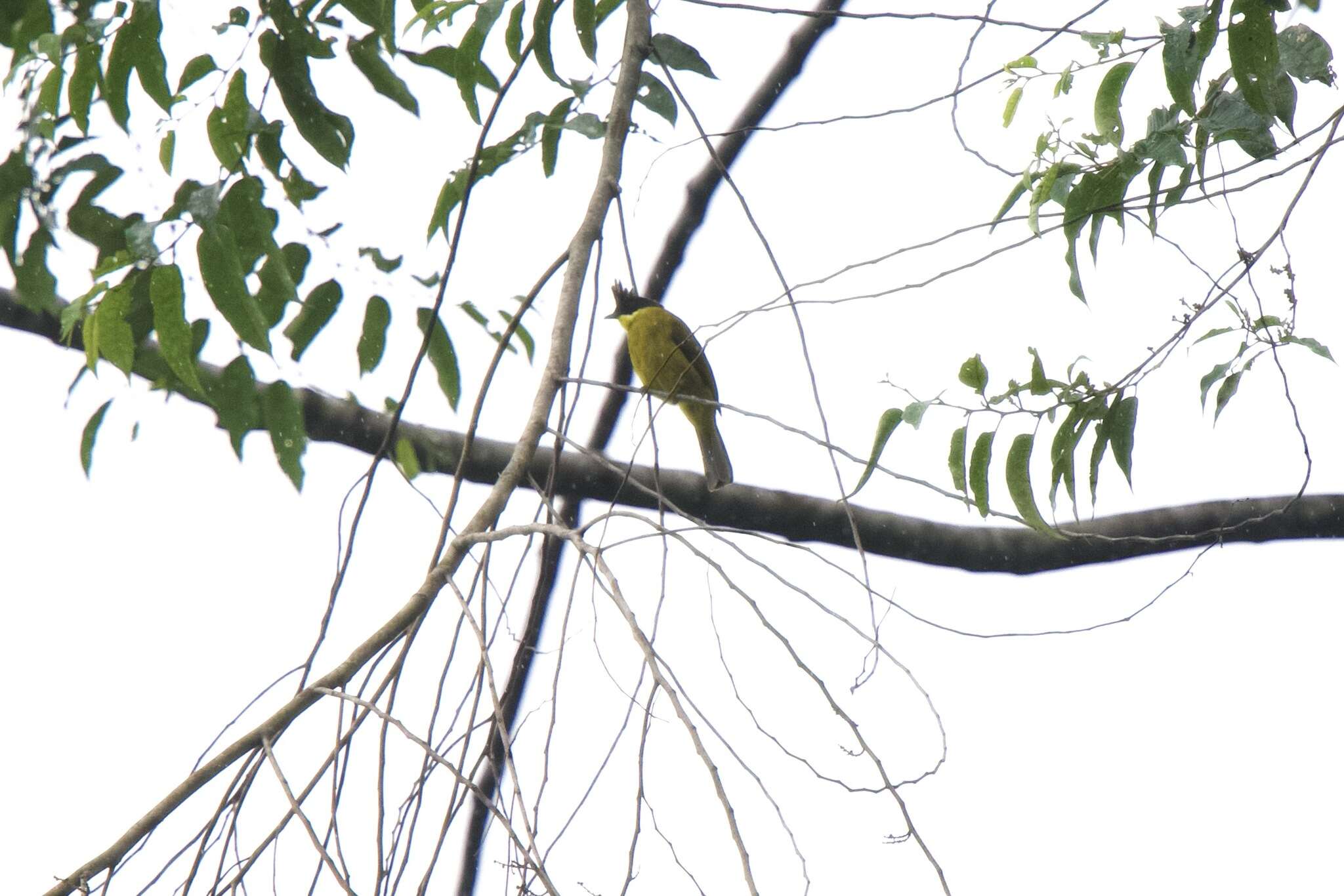 Image of Bornean Bulbul